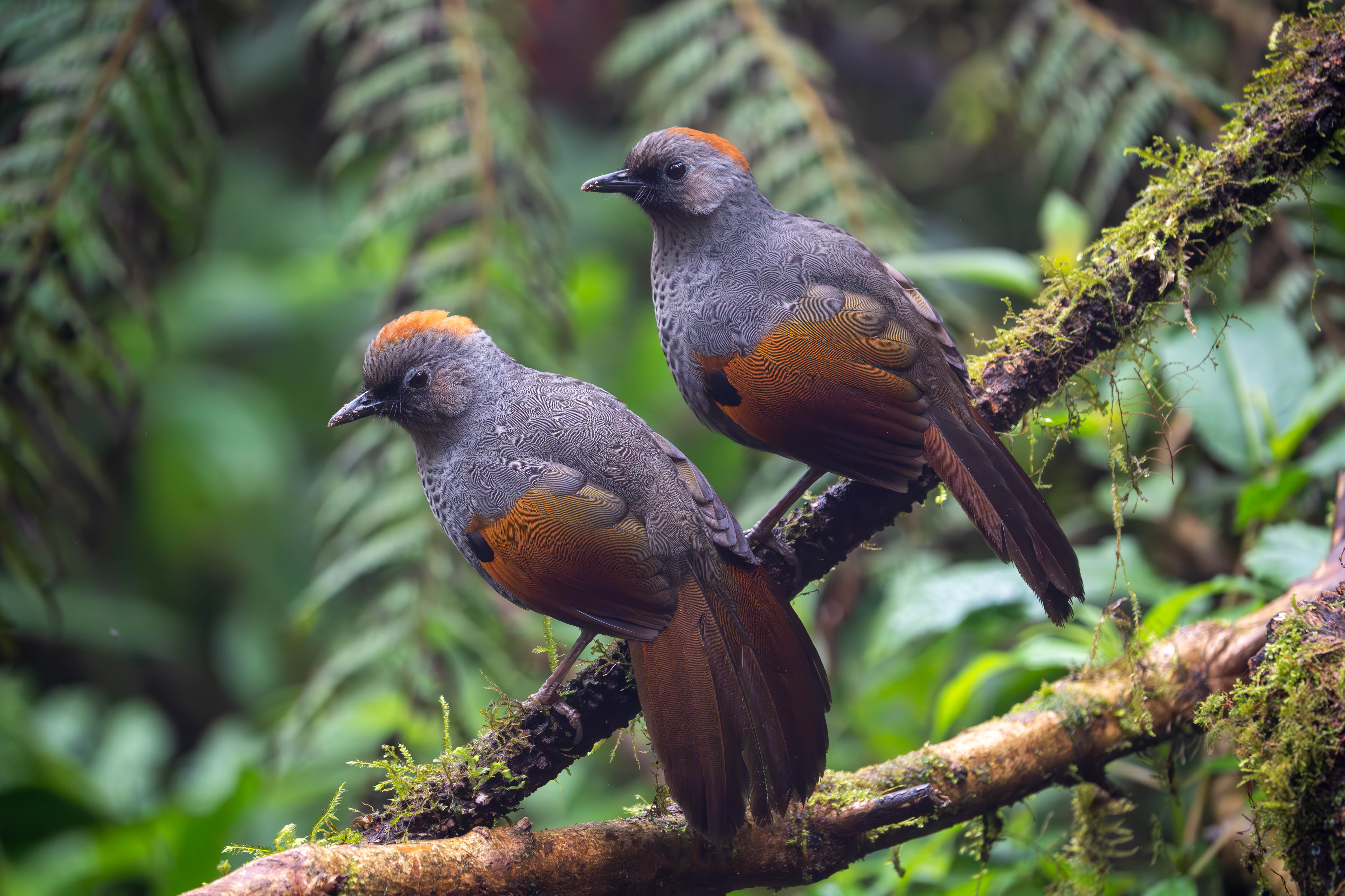 Golden-winged Laughigthrush